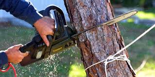 Best Tree Fertilization  in USA